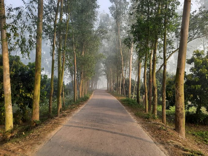 A misty, tree-lined road flanked by tall trees fading into fog in the distance.