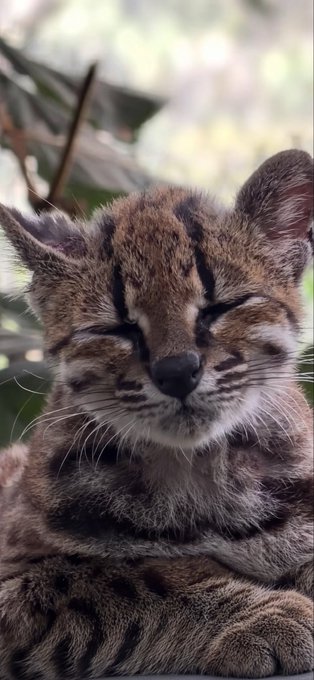 A close-up shows a sleeping spotted wild cat cub with its eyes closed, resting near some foliage.
