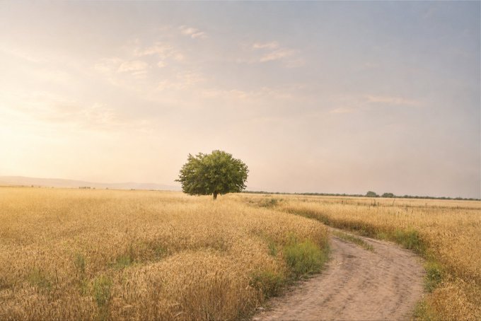 A solitary tree standing in a golden wheat field beside a dirt path at sunset.