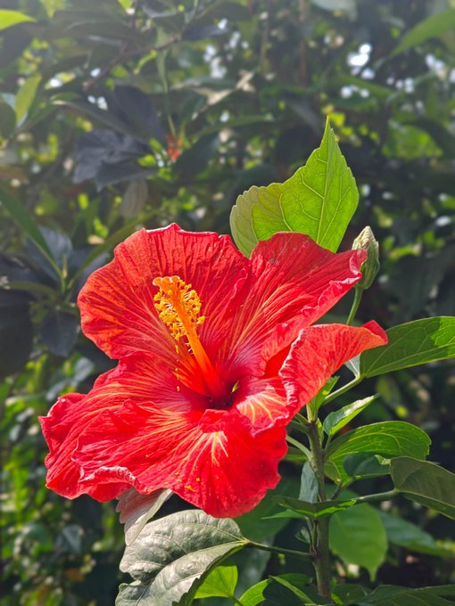 A close-up photograph of a vibrant red hibiscus flower in full bloom against a backdrop of green foliage.