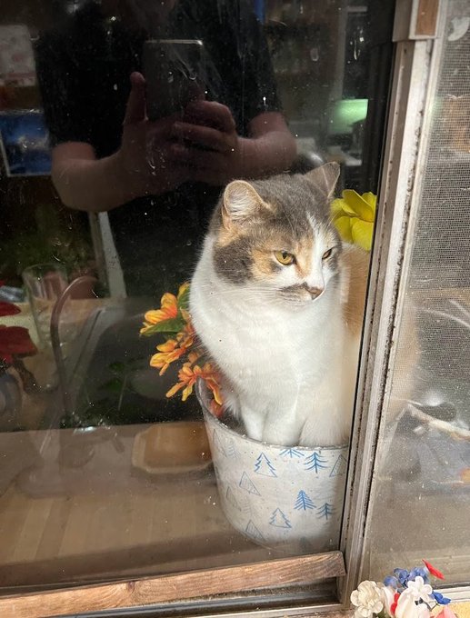 A photograph of a calico cat with a flower garland sitting inside a decorated pot by a window, with the reflection of a person taking the photo visible in the glass.