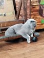 A gray Scottish Fold cat resting on the edge of a wooden cart or wheelbarrow.