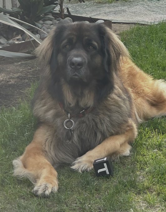A large fluffy dog with brown and black fur, wearing a red collar with tags, lies on green grass near some landscaping rocks and plants.