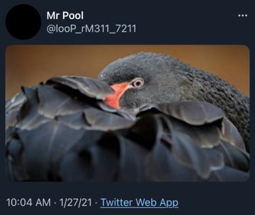 A Twitter post by user "Mr Pool" (@JooP_rM311_7211) from 10:04 AM on 1/27/21 shows a close-up of a dark-feathered bird with a bright red beak tucked into its plumage. The accompanying text "Possibly" suggests the user is offering a tentative identification or uncertain response, likely speculating about the bird species.