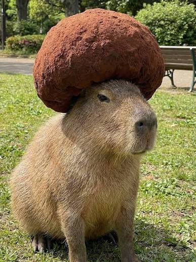 A capybara sits on grass in a park, with a large reddish-brown rock balanced on top of its head.