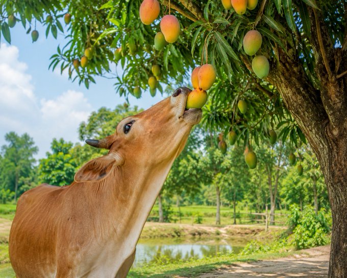 iced tea tree, a brown cow with horns and a white face, reaches for mangoes on a tree branch under a clear blue sky.