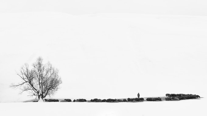 A lone, leafless tree stands on the left side of a minimalist, monochrome landscape, while a solitary figure walks along a narrow strip of land on the right, evoking a quiet, contemplative atmosphere fitting for a peaceful "Good Night."