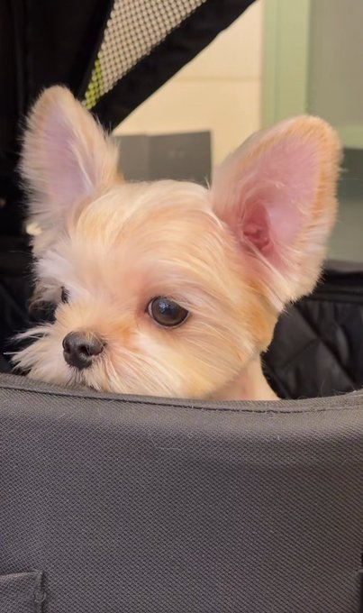 A close-up photograph of an adorable small dog, likely a Yorkshire Terrier mix, with tan fur and large pink-lined ears, peering over the edge of a dark gray pet carrier or stroller.