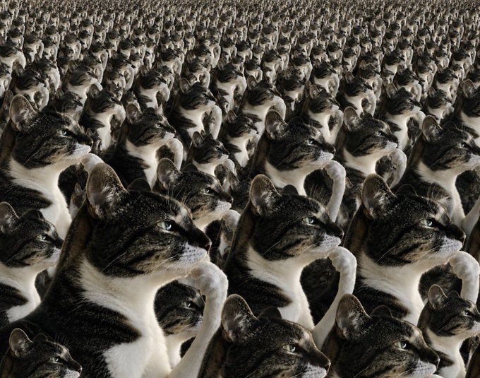A surreal, digitally-tiled image showing countless identical tabby and white cats stretched and repeated across the frame, looking off to the right.