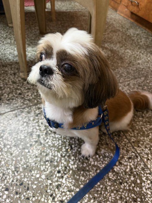 An adorable brown and white Shih Tzu dog looks up at the camera with large dark eyes, wearing a blue harness with a matching leash on a speckled tile floor.