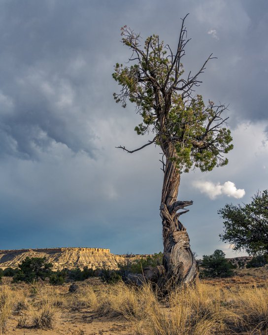 A landscape photograph of a gnarled, weathered tree with sparse green foliage standing in a dry desert environment, with dramatic storm clouds overhead and mesa formations in the distance.
