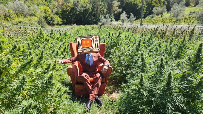 A surreal image shows a figure in a red suit sitting in a red armchair in a field of cannabis plants, with a vintage television set displaying a face as its head.