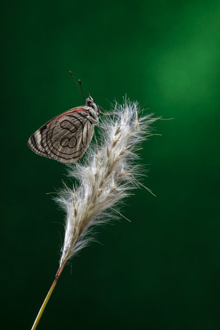 A close-up photograph of a butterfly with patterned gray and white wings perched on a feathery white plant against a dark green bokeh background.