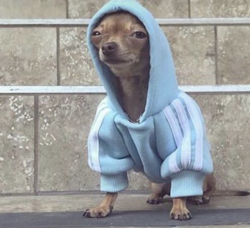 A small brown chihuahua wearing a light blue hooded sweatshirt with white stripes on the sleeves sits on a stone surface against a tiled wall.