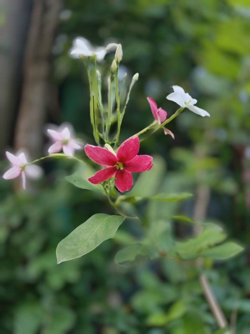 The image features a close-up view of a flower with pink petals, surrounded by green leaves. The background appears blurry, drawing attention to the vibrant colors and intricate details of the flower. The photo has been edited to include text that reads "Gm Good morning feeling a little cooler today, which is a nice change from the recent heat." This adds context to the image and highlights its connection with the post about the weather.