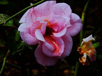 A close-up photograph of a pink rose in bloom with water droplets on its petals, set against a dark background.