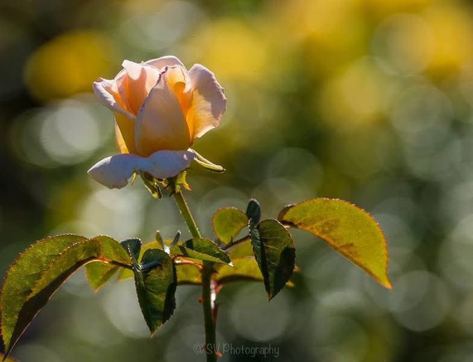 A close-up photograph features a single delicate peach and cream-colored rosebud in soft golden sunlight, with green leaves visible and a watermark reading '©SV Photography' at the bottom.