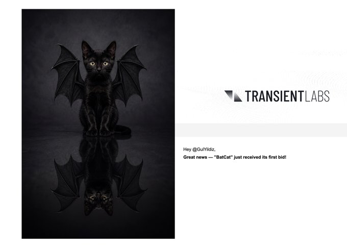 A notification from TRANSIENT LABS addressed to @GuYiYidz reading 'Great news — "BatCat" just revieved its first bid!', accompanied by an image of a black kitten with bat-like wings sitting against a dark background.