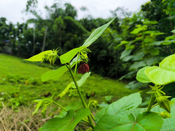 The image features a close-up view of a plant with green leaves, including flowers that are red in color. The background consists of trees and bushes, creating an outdoor setting. The photo appears to be taken from a low angle, making the plant stand out prominently against the natural backdrop.