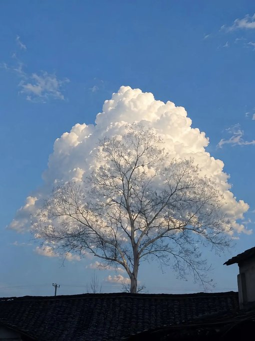 A dramatic landscape photo showing a leafless tree silhouetted against a large, bright cumulus cloud formation in a blue sky, with traditional tiled rooftops visible at the bottom.