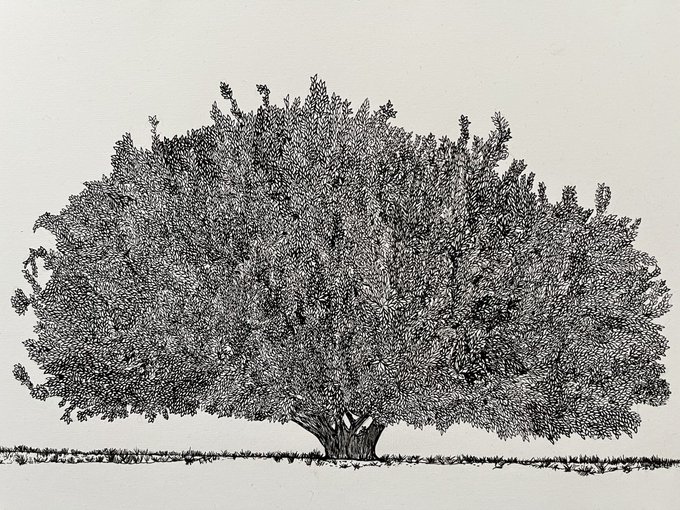 A detailed black and white ink drawing of a large, full-canopied tree standing on a grassy patch.