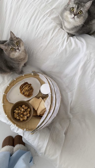 A cozy overhead shot of two gray cats looking up from a white bed, with a bamboo tray holding snacks including nuts, pastry, and what appears to be a beverage.