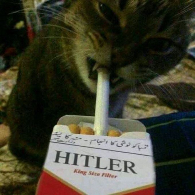 A tabby cat is shown smoking a cigarette taken from a pack labeled 'HITLER King Size Filter' with Arabic text on it.