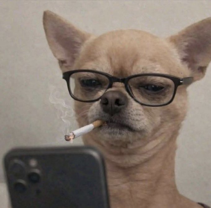 A tan chihuahua wearing black-rimmed glasses appears to be taking a selfie while holding a lit cigarette in its mouth, with a smartphone visible in the foreground.