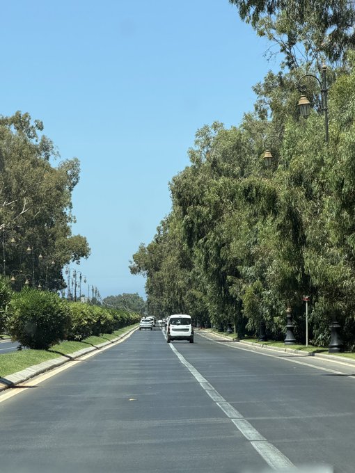 A tree-lined road stretches into the distance on a clear blue day, with a few cars visible ahead and ornate street lamps peeking out from the dense green foliage on the right.
