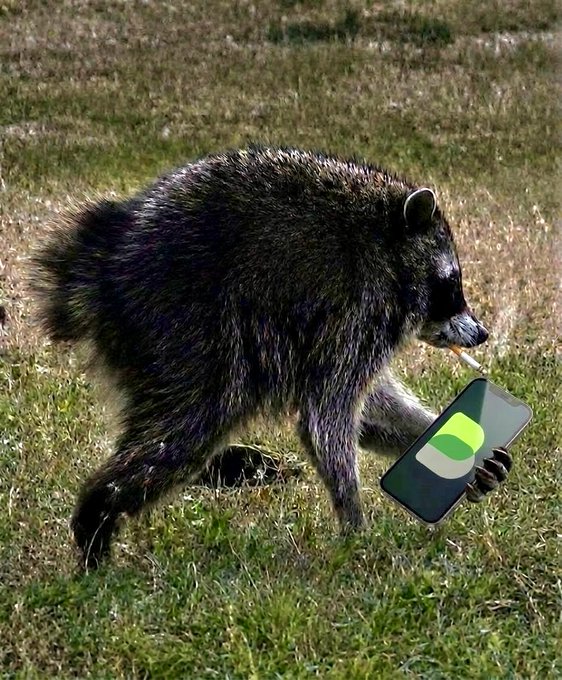 A raccoon walks through a grassy field while holding a smartphone displaying a green battery icon, humorously representing "Jimothy" the raccoon intern taking over communication duties.