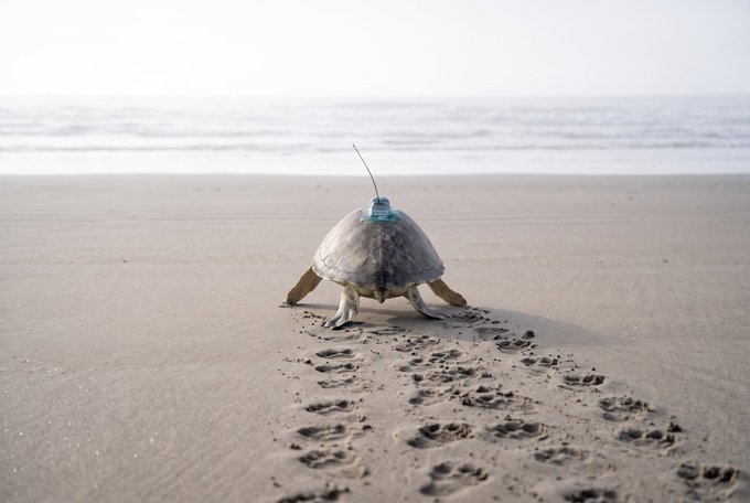 A sea turtle equipped with a small blue tracking device and antenna on its shell crawls across a sandy beach, leaving a trail of footprints behind it with the ocean visible in the background.