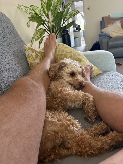 A cozy living room scene showing a person's bare legs resting on a gray sofa while a curly-haired tan dog sleeps peacefully between them, with a potted plant visible in the background.