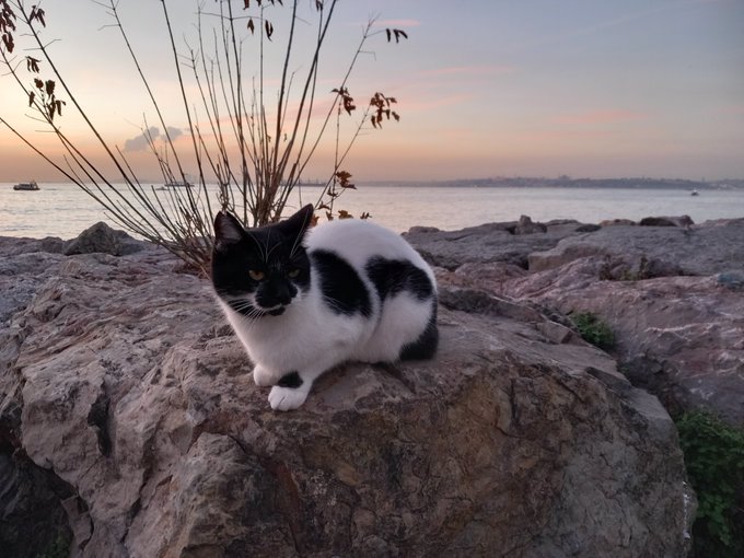 A black and white cat sits on a large rock by the sea at sunset, with a boat visible in the distance.