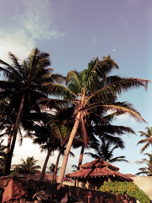 The image features a tropical setting with palm trees, including one large tree that towers over two smaller ones. The sky above is clear blue with some clouds scattered throughout. In the background, there's a house or building, adding depth to the scene. The photo appears to be taken during the day under a cloudy sky, creating an atmosphere of relaxation and leisure.