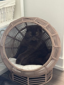 A black cat sits curled up inside a round wicker/rattan pet bed on a tiled floor near a white wall.