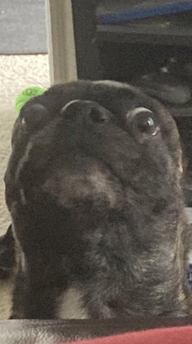 A close-up of a black dog with wide, almost human-like eyes looking up in apparent bewilderment or shock, with no visible text. The dog's stunned expression humorously mirrors the post's cautionary tone about being wary of sketchy GameFi projects flooding notifications during a red market.