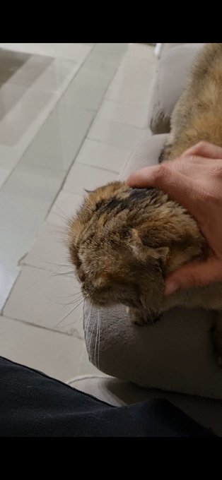 A person pets a tabby cat that is resting on a gray couch.
