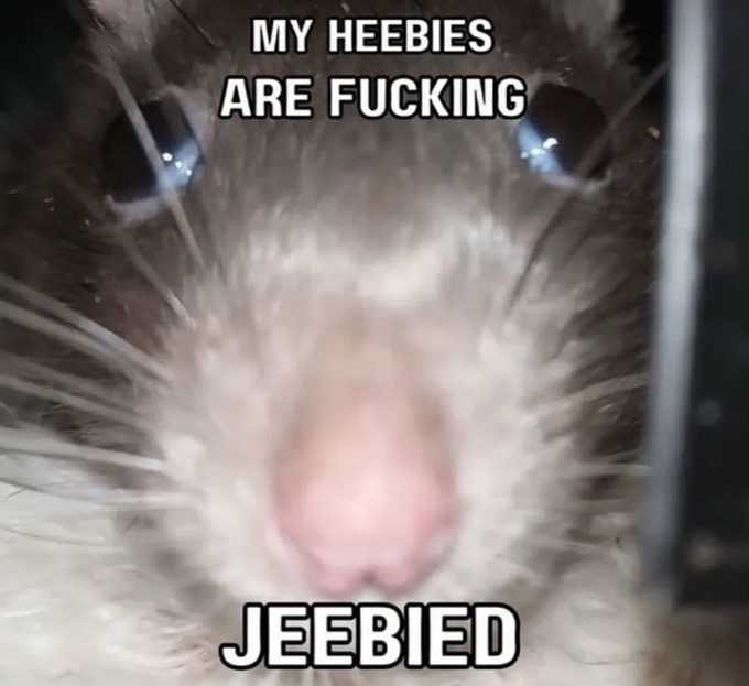 A close-up meme of a fluffy white animal (likely a cat or rat) with the text 'MY HEEBIES ARE FUCKING' at the top and 'JEEBIED' at the bottom.
