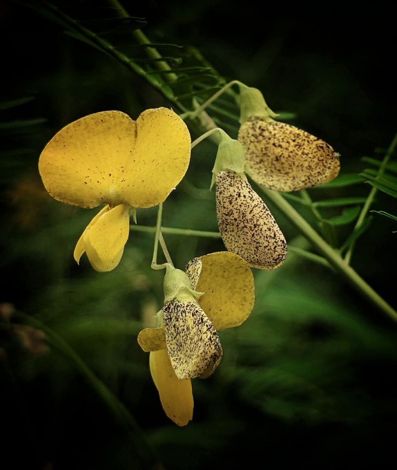 Delicate yellow flowers with speckled petals hang gracefully against a dark, lush background. The image's calm, natural beauty mirrors the post's reflective tone on Web3 adoption—suggesting that growth, like a flower opening, is a quiet, organic process rather than a loud, forced one.