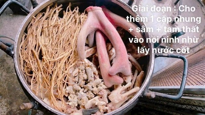 A large cooking pot filled with roots, herbs, and what appears to be animal parts, with Vietnamese text describing the step of adding a pair of antlers plus ginseng and notoginseng to extract the essence.