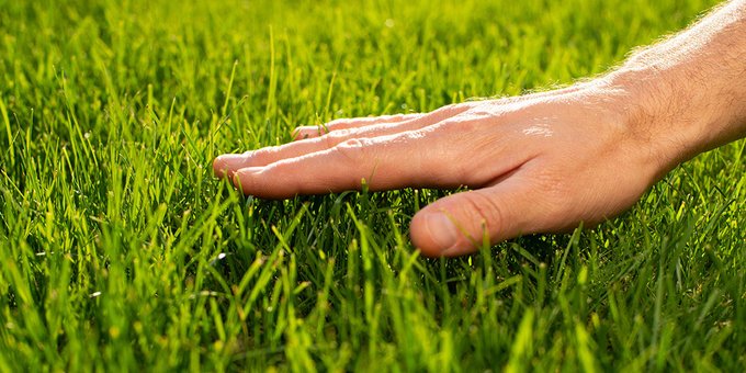 A close-up of a hand gently touching bright green grass on a sunny day.