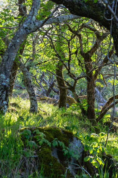 Sunlight filters through the twisting branches of trees in a lush green forest, illuminating a moss-covered rock on the grassy forest floor.
