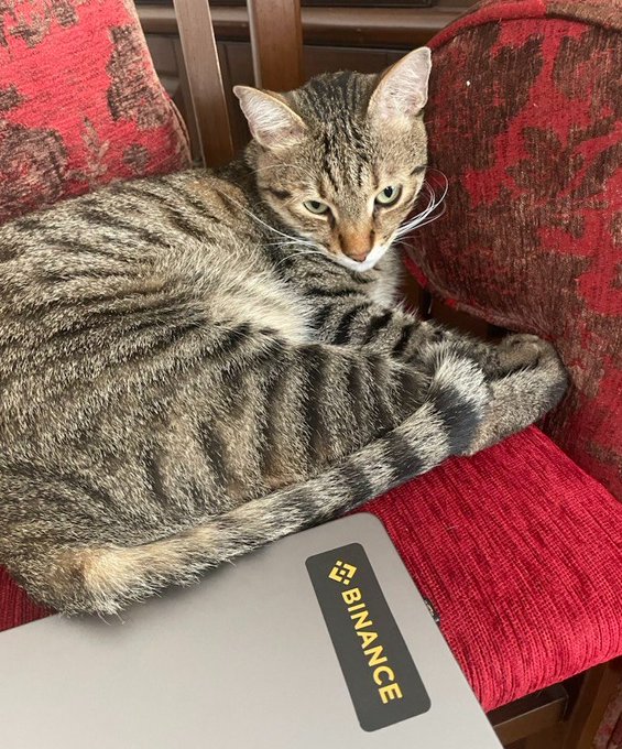 A tabby cat lying on a red cushioned chair next to a laptop with a Binance sticker, staring directly at the camera.