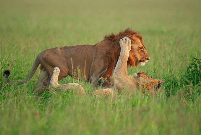 A male lion with a full mane resting in tall green savanna grass alongside two lionesses, with one lioness playfully resting her paw on the lion's head.
