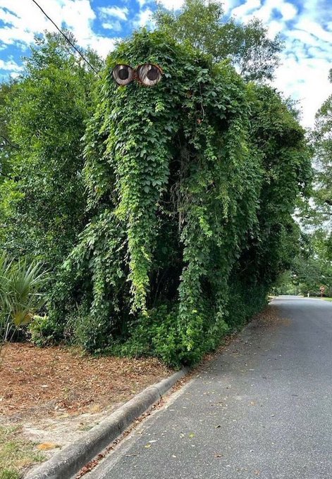 A large green bush or tree along a roadside with a pair of eyes peering out from the foliage, creating the illusion of a face.