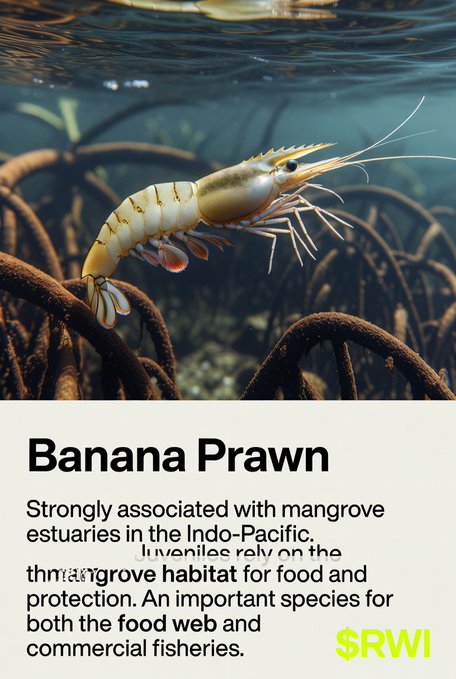 An infographic showing a Banana Prawn underwater among mangrove roots, with text describing it as strongly associated with mangrove estuaries in the Indo-Pacific, noting juveniles rely on the habitat for food and protection, branded with SRWI.