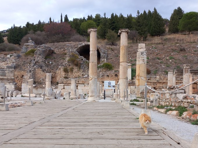 A fluffy orange cat strolls down an ancient stone pathway lined with towering classical columns and ruins, blending a touch of whimsy into a historic archaeological site. The serene feline brings a delightful boba-style charm to the timeless scene, perfectly matching the "Friends of #bobacatDay" celebration.