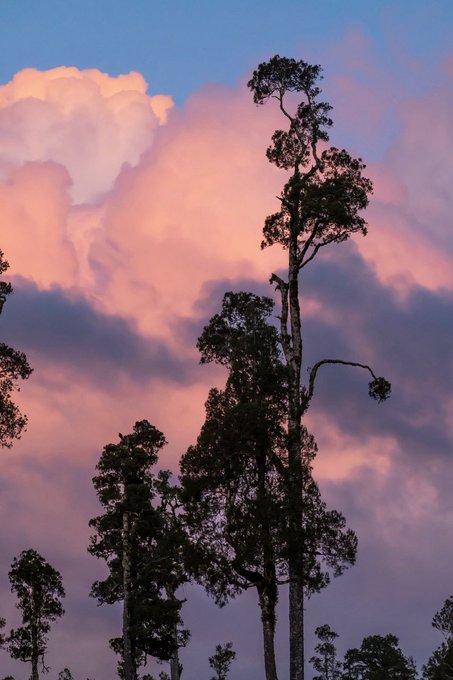A scenic photograph of tall silhouetted trees against a dramatic sky filled with large pink-tinged clouds at sunset or sunrise.
