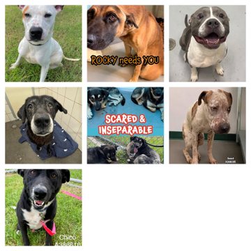 A collage of photos showing various dogs, including pit bulls and mixed breeds, with text overlays reading "ROCKY needs YOU" and "SCARED & INSEPARABLE", plus a "Chive" watermark.