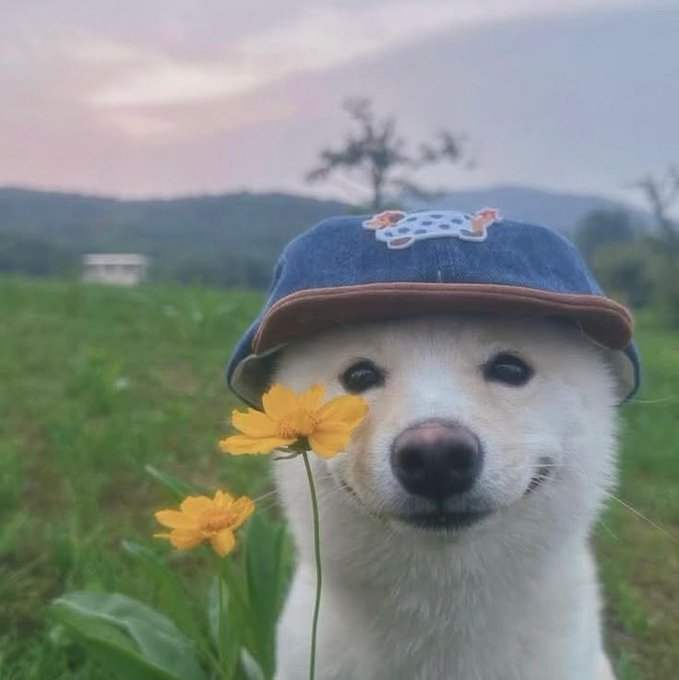 A white dog wearing a denim cap with a bone emblem, holding yellow flowers near its face against a scenic outdoor backdrop with mountains and a tree.